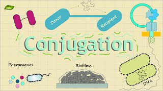 Bacterial Conjugation  Basic Science Series [upl. by Flora55]