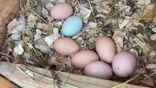 A good EGG DAY  Raising backyard chickens [upl. by Owena]