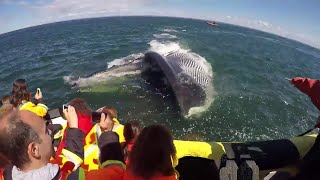 Voici ce qui arrive quand une baleine mange  celleci a choqué tout le monde an avalant un homme [upl. by Esilrahc]