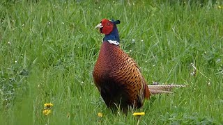 Ptice Hrvatske  Fazan mužjak Phasianus colchicus Birds of Croatia  Pheasant male 12 [upl. by Flaherty]