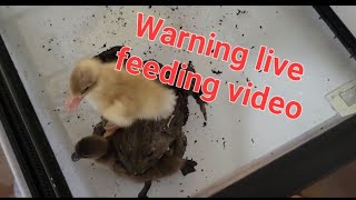 African bullfrog eating two Ducklings ⚠️ Warning live feeding video⚠️ [upl. by Vani]