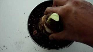 How to Pot an Amaryllis Bulb [upl. by Dranyer]