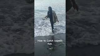 How to catch Capelin fish [upl. by Trixi]