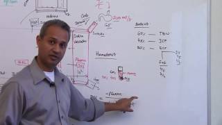 Body Fluid Compartments  Renal Physiology Lecture 1 Part 5 [upl. by Nellak646]