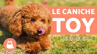 LE CANICHE TOY  Caractère caractéristiques et soins [upl. by Bushore]