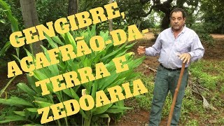 Gengibre açafrão da terra e zedoaria Qual a diferença e como plantálas [upl. by Ripley]