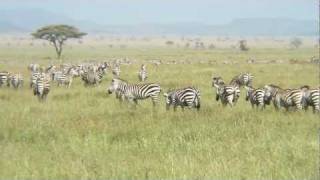 Thousands of Zebras [upl. by Laurella127]