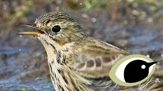 BTO Bird ID  Meadow Pipit Tree Pipit amp Skylark [upl. by Meir]