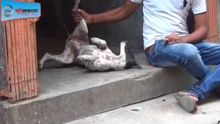 Dogs Nasbandi LIVE KOLKATA NEWS [upl. by Jocelyn673]