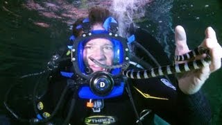 Diving with TOXIC Snakes  Deadly 60  Series 2  BBC Earth [upl. by Olmstead]