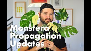 Propagating a Monstera Deliciosa Thai Constellation amp Rooting Updates [upl. by Aracahs]