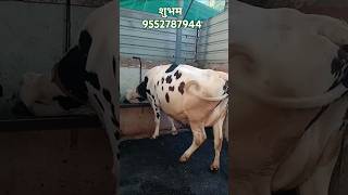 खात्रीशीर गायी 🐄 खारिदी साठी संपर्क करा  cow cowmilk farming shorts viral shetkariboy hf [upl. by Schick795]