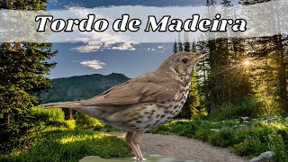 Canto do Tordo de Madeira ou Tordo Comum – Sons e Canto de Pássaros e Aves [upl. by Alenoel]