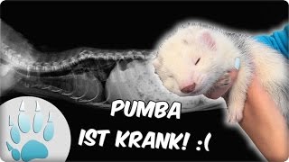 Pumba ist Krank   Frettchen ist Krank  Die Krankheit von Pumba  Sazus Fellnasen [upl. by Alford]