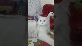 ابني هيل وفستقه cute Max cat 🐈 😻 cats cat catmax catlover [upl. by Orsola]