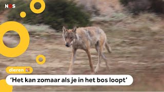 Steeds meer wolven gespot in Nederland [upl. by Anasor]