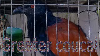 Greater coucal sound 05 [upl. by Suruat]