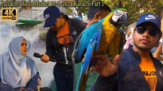 Lalukhet Exotic Birds Market Part 1 Karachi 1412024 Latest Updates  أجمل سوق الطيور والببغاوات [upl. by Boffa]