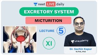 Excretory System  Lecture 5  Unacademy NEET  LIVE DAILY  NEET Biology  Dr Sachin Kapur [upl. by Anemolif]