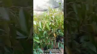 BIBIT DURIAN BERKUALITAS DURI HITAM MUSANGKING BAWOR NAMLUNG SUPERTEMBAGA TINGGI 1 METER fruit [upl. by Neuberger403]