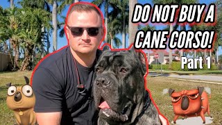 What YOU Need to Know Before Getting a Cane Corso [upl. by Ennahteb907]