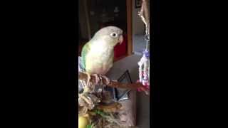 Conures singing [upl. by Aeila]