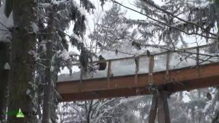 Nationalpark Bayerischer Wald Schneeräumen auf dem Baumwipfelpfad [upl. by Rhea177]