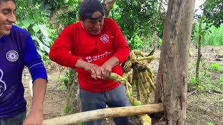 Sacando jugo de caña blanca en trapiche artesanal [upl. by Einned]