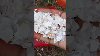 How to use Eggshells In Garden Plants fertilizergardening Shorts eggshellfertilizer [upl. by Neenaj]