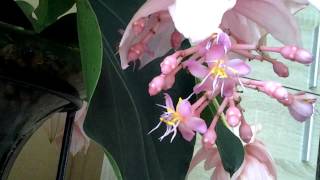 MEDINILLA MAGNIFICA FINALE [upl. by Mouldon]