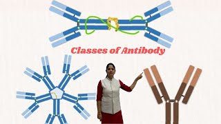 Best ways to remember classes of antibody [upl. by Assennev904]