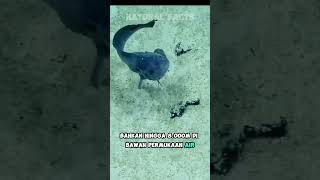 Snailfish  Ikan Siput yang Hidup di Laut Paling Dalam shorts short youtubeshorts shortvideo [upl. by Yerggoeg]