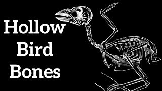 Hollow Bird Bones  Adaptations for Flight [upl. by Dressler]