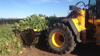 Rata Beet Bucket and JCB434 make short work of harvesting fodder beets in New Zealand [upl. by Pfister456]