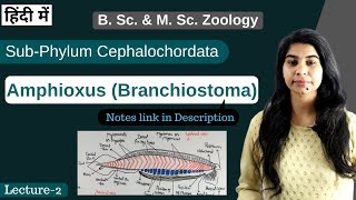 Amphioxus Branchiostoma  External amp internal morphology  In Hindi  B Sc amp M Sc Zoology [upl. by Eannyl418]