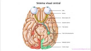 Anatomia da Visão 1  Vias Visuais [upl. by Alane]