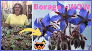 How to Transplant Borage Herb Seedlings Indoors  Transplanting Borage Made Easy [upl. by Ahar]