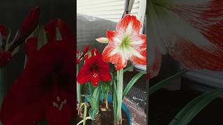 Beautiful Amaryllis 🌺❤️🌺❤️🌺❤️ [upl. by Anum]