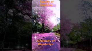 Blooming season💮🌸💮🌸Faculty of Medicine University of peradeniya Pic credits goes to real owner 🤩 [upl. by Ppik]