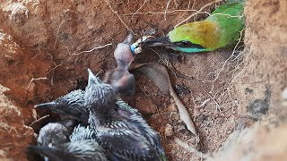 Blue Dragon Feeding to Baby Bees  Asian bee eater feeding baby birds in nest [upl. by Teria]