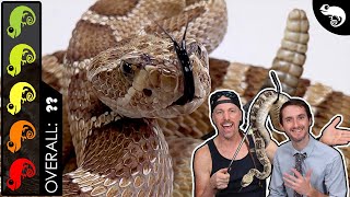 Rattlesnake The Best Pet Snake [upl. by Hochman]