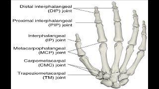 Two Minutes of Anatomy Metacarpophalengeal Joints MCP Jts [upl. by Unity]