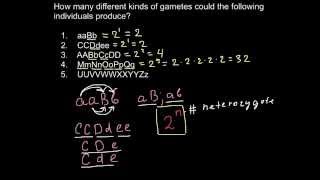 How many different kinds of gamets could be produced [upl. by Farris]