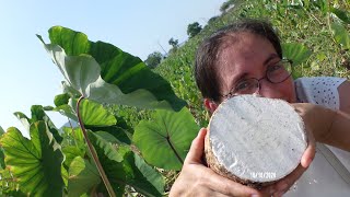 Malanga coco taro pituca macal papa china Colocasia esculenta [upl. by Wayne]