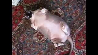 Fat sphynx rolls over  hairless cat [upl. by Nohj995]