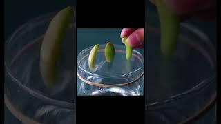 How to Propagate Succulents sprouting propagatingsucculentfromleaves howto foodforest gardening [upl. by Uon]