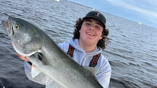 Barnegat Bay bluefish [upl. by Hillari]