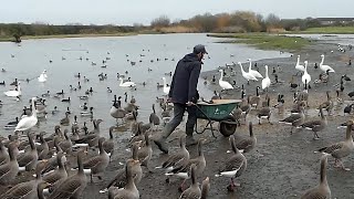 A tour of Slimbridge Wetland Trust with rare Snow Geese and a Rosss Goose sightings [upl. by Kilby]