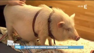 Adopter un cochon nain  les conseils de Frédéric Vlaemynck [upl. by Funk]