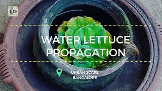 How to propagate Water LettuceWater Cabbage easily [upl. by Naryk537]